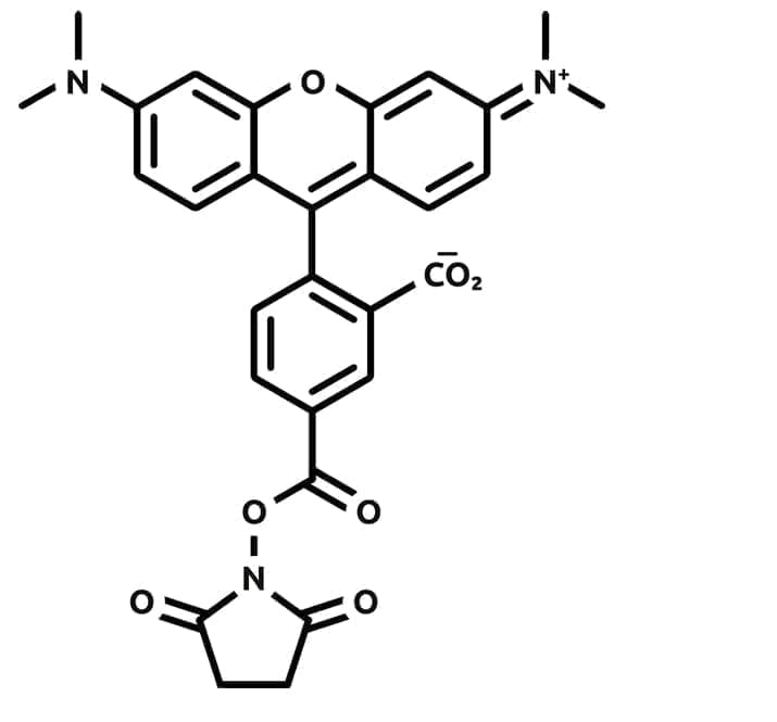Tetramethylrhodamine 5-NHS ester structure