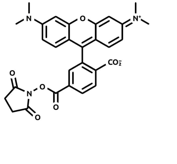 Tetramethylrhodamine 6-NHS ester structure